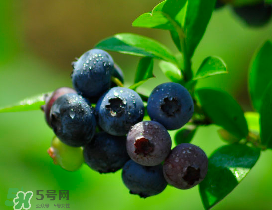 藍(lán)莓是酸的還是甜的？藍(lán)莓是甜的還是酸的？