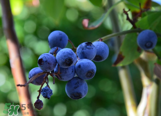 藍(lán)莓是酸的還是甜的？藍(lán)莓是甜的還是酸的？