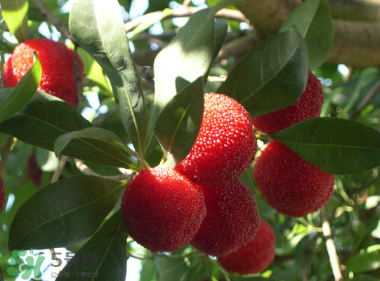 藍(lán)莓和楊梅能一起吃嗎？藍(lán)莓和楊梅可以一起泡酒嗎？