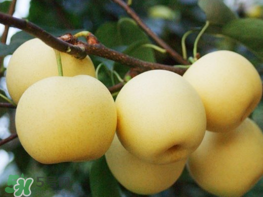 藍莓和梨子能一起吃嗎？藍莓雪梨果汁的做法