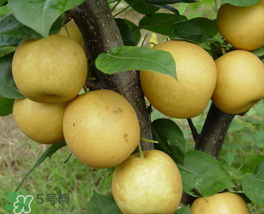 藍莓和梨子能一起吃嗎？藍莓雪梨果汁的做法