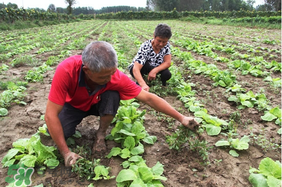夏天可以種什么蔬菜？夏天適合種什么蔬菜？