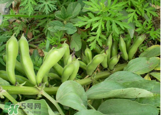 夏天可以種什么蔬菜？夏天適合種什么蔬菜？
