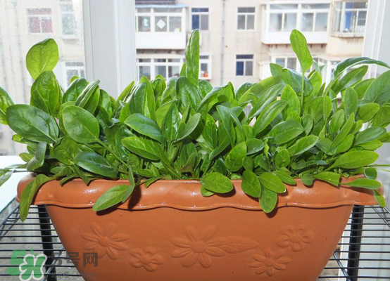 夏天可以種什么蔬菜？夏天適合種什么蔬菜？