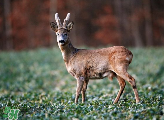 夏天可以吃鹿茸嗎？夏天吃鹿茸會怎么樣？