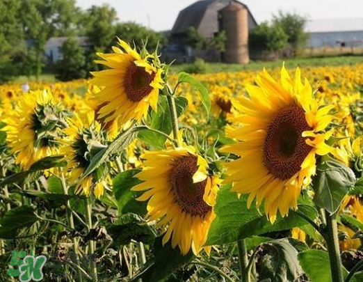 夏天可以種向日葵嗎？向日葵夏天能種嗎？