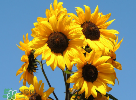 夏天可以種向日葵嗎？向日葵夏天能種嗎？