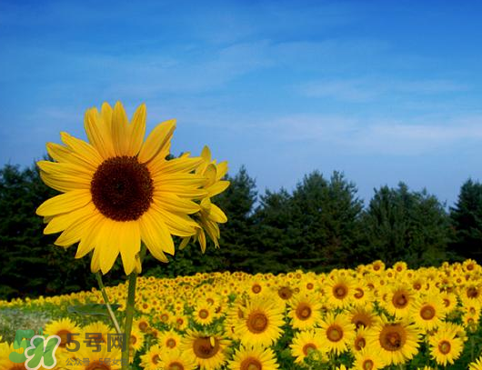 夏天可以種向日葵嗎？向日葵夏天能種嗎？