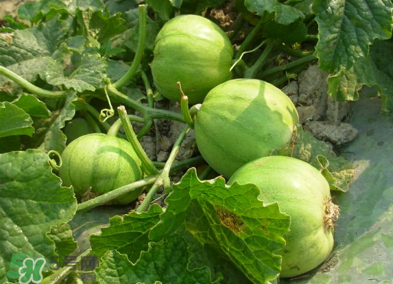 藍(lán)莓和香瓜能一起吃嗎？藍(lán)莓和香瓜能同時吃？