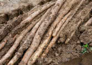 懷山藥可以生吃嗎？懷山藥怎么吃最好