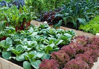 夏天可以種什么蔬菜？夏天適合種什么蔬菜？