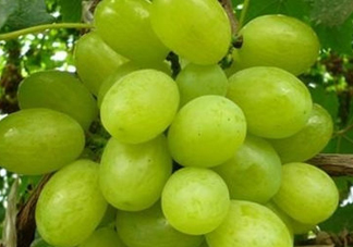 ?青提和葡萄有什么區(qū)別？?青提是葡萄嗎？