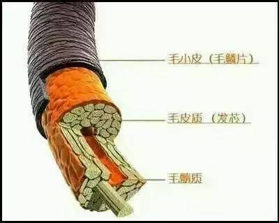 歐貝芙洗發(fā)水怎么樣？歐貝芙洗發(fā)水好用嗎