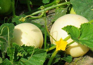 ?梨瓜怎么保存？?梨瓜可以放冰箱保鮮嗎？