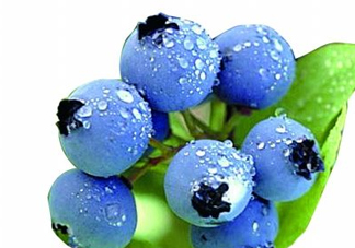 藍莓和楊梅能一起吃嗎？藍莓和楊梅可以一起泡酒嗎？