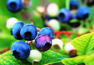 藍(lán)莓是酸的還是甜的？藍(lán)莓是甜的還是酸的？