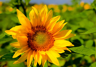 夏天可以種向日葵嗎？向日葵夏天能種嗎？