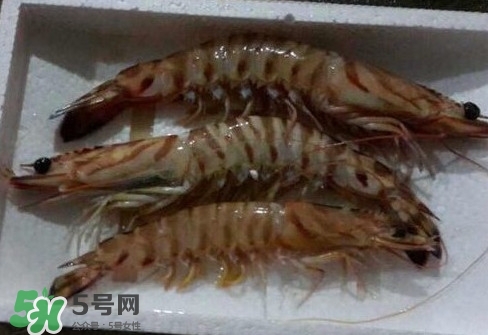 竹節(jié)蝦多少錢一斤？2017竹節(jié)蝦價格