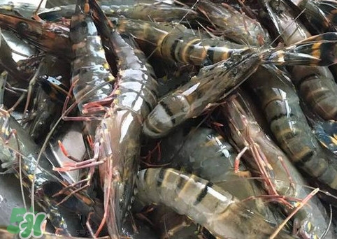 竹節(jié)蝦是海里的嗎？竹節(jié)蝦是海蝦還是河蝦