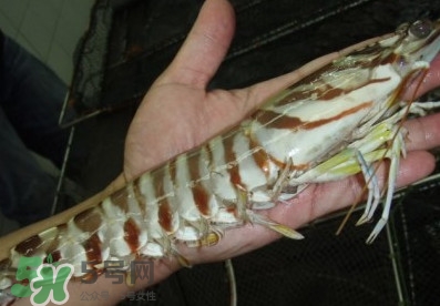 竹節(jié)蝦和基圍蝦哪個(gè)好？基圍蝦貴還是竹節(jié)蝦貴