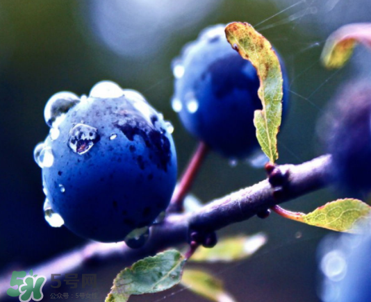 藍(lán)莓和橙子能一起吃嗎？藍(lán)莓和橙子一起吃好嗎？