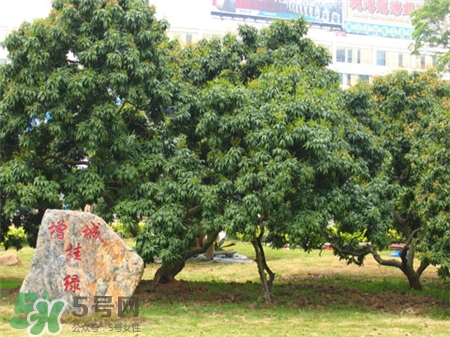 增城掛綠荔枝樹在哪?增城掛綠荔枝長(zhǎng)什么樣?