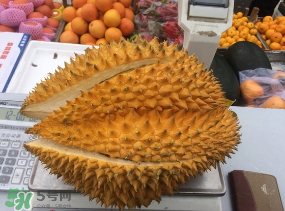 托曼尼榴蓮怎么才是熟？托曼尼榴蓮怎么看生熟？