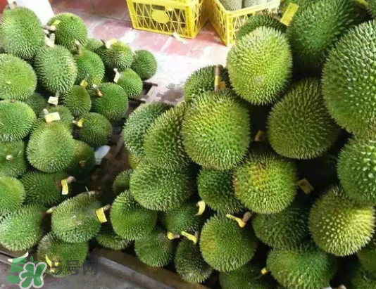 托曼尼榴蓮多少錢？托曼尼榴蓮是哪里的？