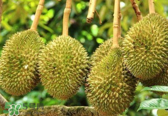 托曼尼榴蓮多少錢？托曼尼榴蓮是哪里的？