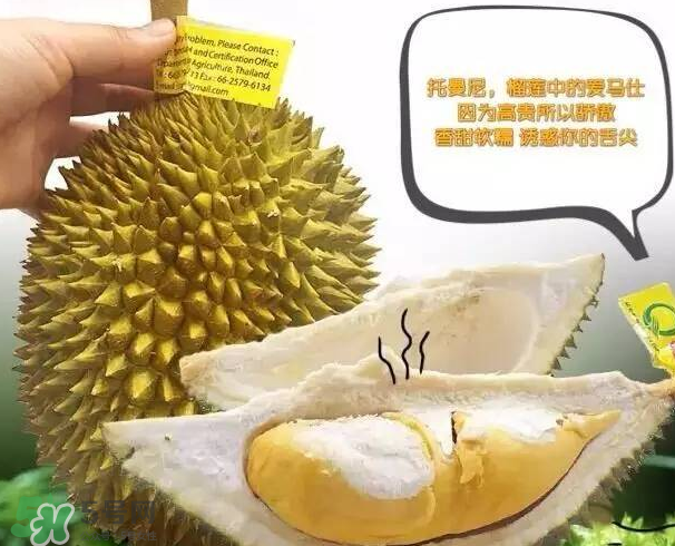 托曼尼榴蓮又叫什么？托曼尼榴蓮簡介