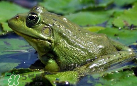 牛蛙是田雞嗎？牛蛙是蟾蜍嗎