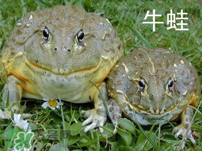 牛蛙什么時候最好吃肉最多？牛蛙幾月份的最好吃？