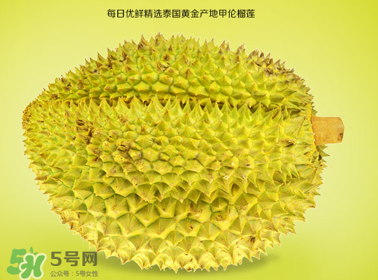 甲侖榴蓮和金枕哪個(gè)貴？甲侖榴蓮和金枕的區(qū)別