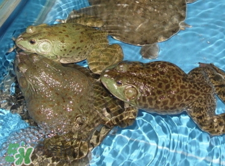 牛蛙算海鮮嗎？牛蛙和青蛙的區(qū)別