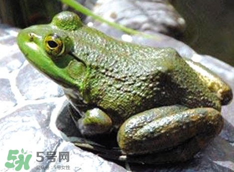 牛蛙是田雞嗎？牛蛙是蟾蜍嗎