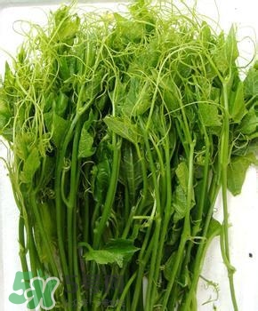 龍須菜有幾種？龍須菜多少錢一斤？