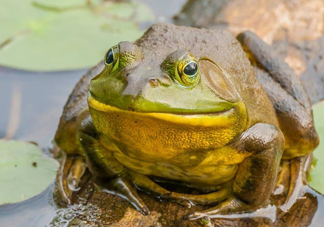 牛蛙什么時候最好吃肉最多？牛蛙幾月份的最好吃？