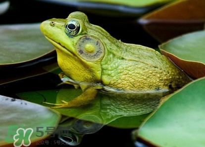 牛蛙算海鮮嗎？牛蛙和青蛙的區(qū)別