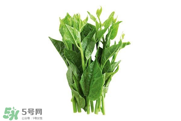 龍須菜有幾種？龍須菜多少錢一斤？