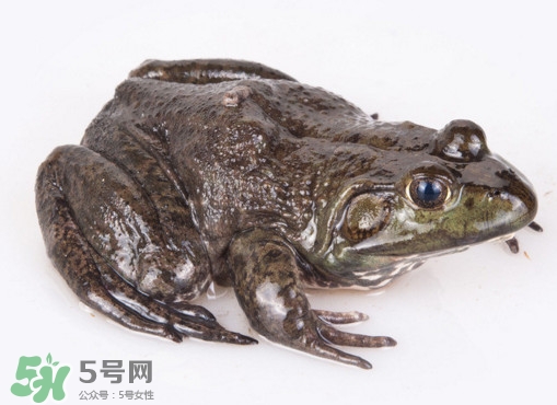 牛蛙是田雞嗎？牛蛙是蟾蜍嗎