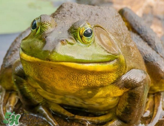 牛蛙什么時候最好吃肉最多？牛蛙幾月份的最好吃？