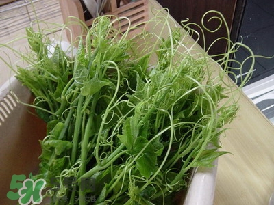 龍須菜是什么菜？龍須菜怎么吃？