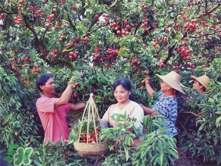 增城掛綠荔枝樹在哪?增城掛綠荔枝長(zhǎng)什么樣?