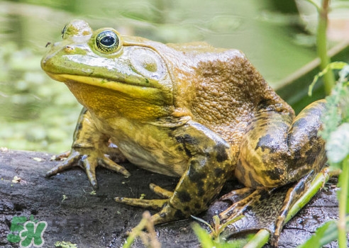 牛蛙算海鮮嗎？牛蛙和青蛙的區(qū)別
