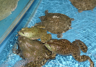 牛蛙算海鮮嗎？牛蛙和青蛙的區(qū)別