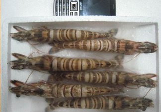 九節(jié)蝦多少錢一斤？九節(jié)蝦跟基圍蝦是一個(gè)品種嗎