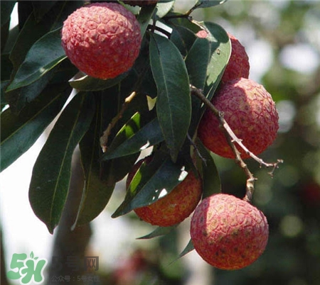 增城掛綠荔枝樹在哪?增城掛綠荔枝長(zhǎng)什么樣?