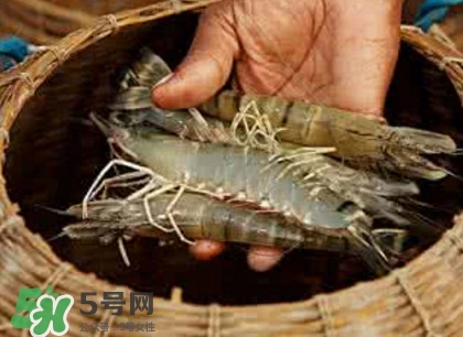 竹節(jié)蝦多少錢一斤？2017竹節(jié)蝦價格