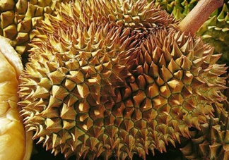 甲侖榴蓮和金枕哪個(gè)貴？甲侖榴蓮和金枕的區(qū)別