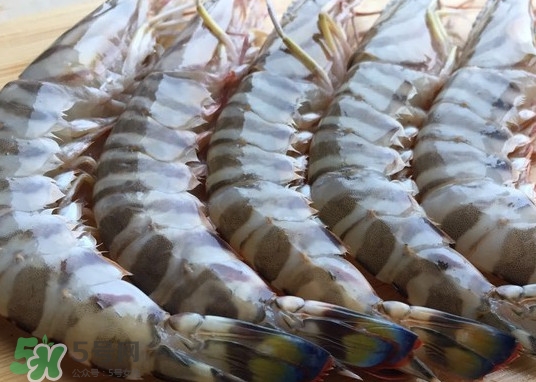 竹節(jié)蝦怎么保存？竹節(jié)蝦什么時(shí)候上市